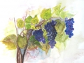 viorica-graf trauben-blau